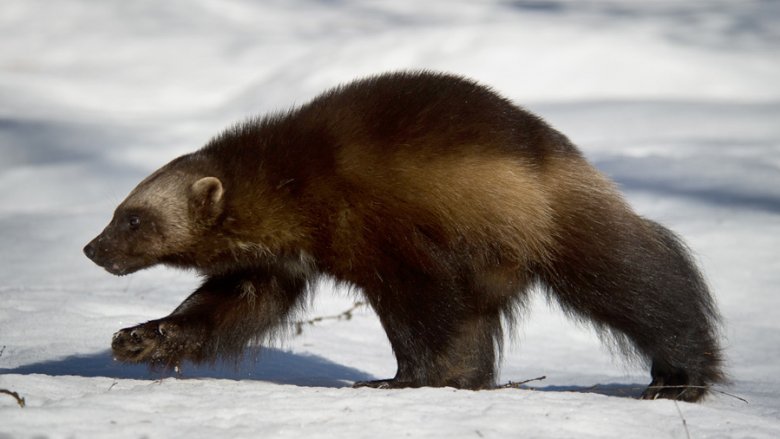 En järv springer i snön.