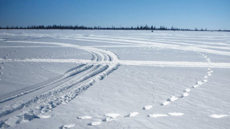 Lumihangella paljon moottorikelkan jälkiä ja kahdet ahman jälkijotokset.