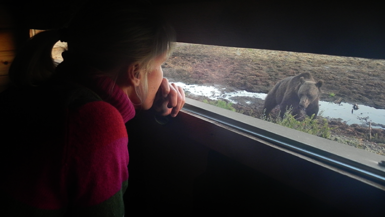 Tarkkailukojun sisältä otettu kuva, jossa näkyy nainen katsomassa ikkunasta lähelle tullutta karhua.