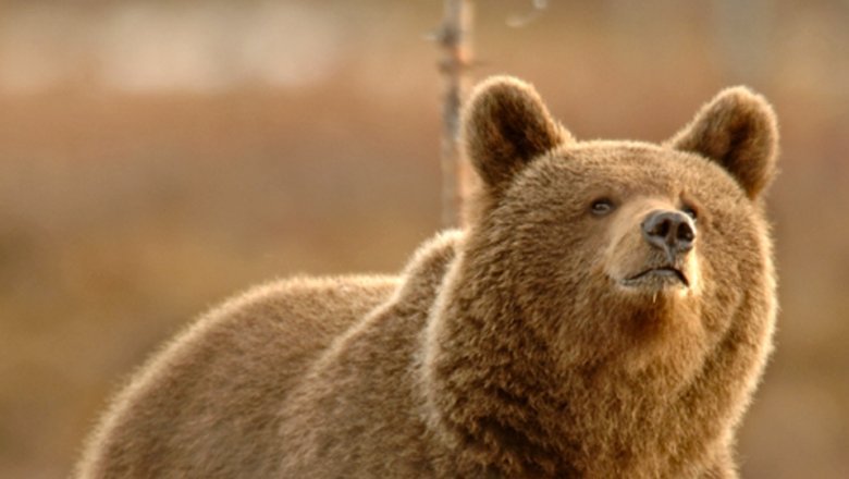 Karhu (Ursus arctos) on Euroopan suurin petoeläin. Puolikuvassa karhu on soulla ja katsoo ylöspäin.