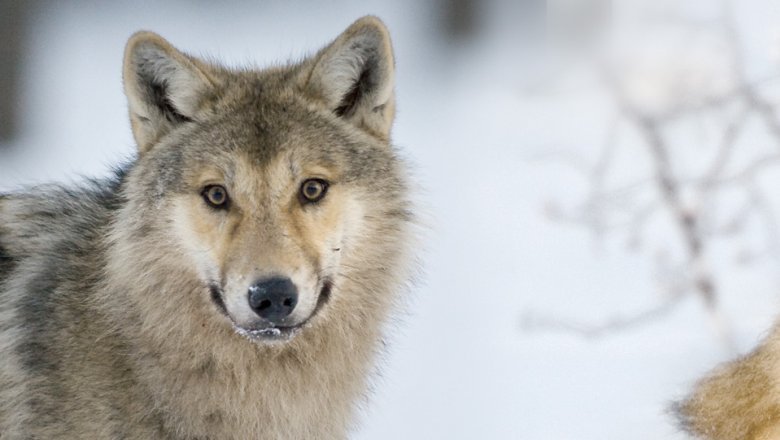 Vargen ser mot. I bakgrunden ett snöigt landskap