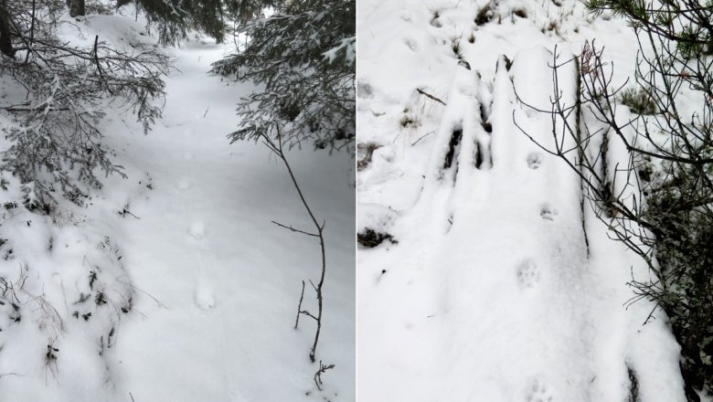 Kaksi kuvaa vierekkäin. Molemmissa ilveksen jälkinauha, jossa tassut ovat astuneet lähes samassa linjassa.