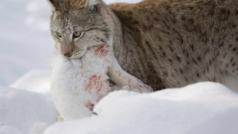 Ilves kantaa hangella kuollutta jänistä suussaan.