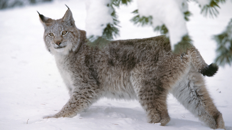 Ilves talviturkissa lumisessa maisemassa.