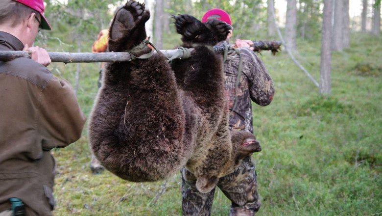 Kaksi miestä kantaa kaadettua karhua. 