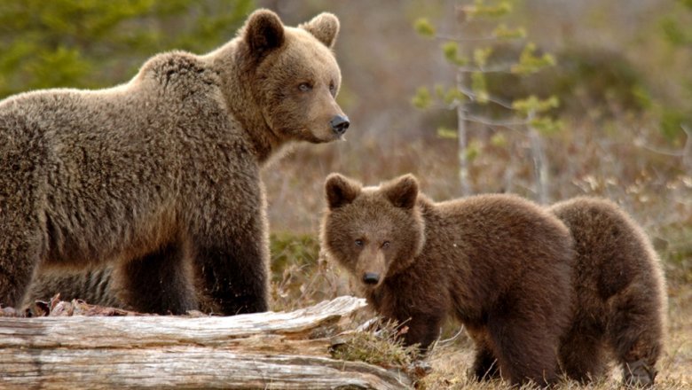 Björnen med två ungarna. 