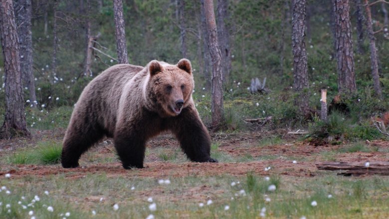 Karhu kävelee suon reunassa. Etualalla tupasvilloja, takana mäntyjä. 