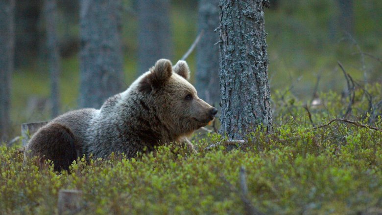 Karhu makaa varvikossa ja katsoo oikealle.