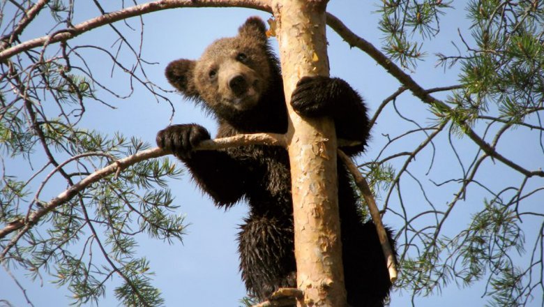 En björngröng i ett pinjeträd som håller stammen med ett framben, det andra på en gren.