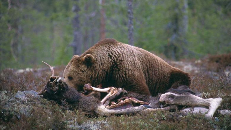 Björnen ligger på ödemarken och äter den.
