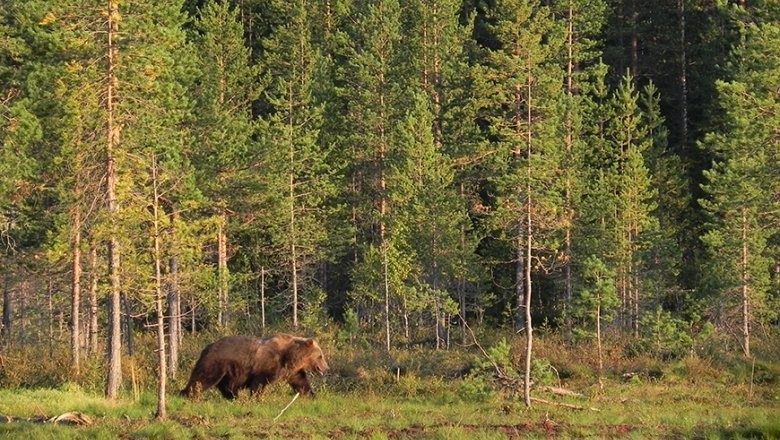 Karhu kävelee ilta-auringossa metsän reunassa. 