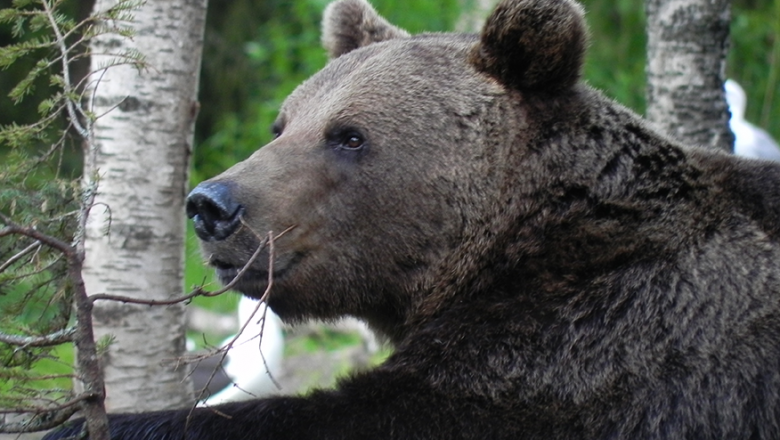 Iso karhu, jonka vasen käpälä lepää koivun oksahaaran päällä. Taustalla toinen koivu.