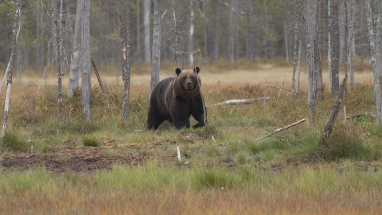 En stor brunbjörn tittar rakt på betraktaren. I bakgrunden en barrträdsbevuxen myr.