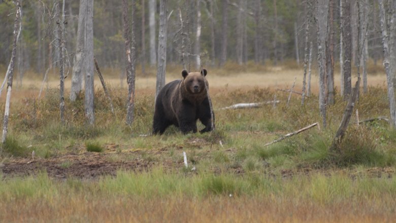 Iso ruskeakarhu katsoo kohti. Tasutalla havupuita kasvava suo.