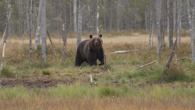 Iso ruskeakarhu katsoo kohti. Tasutalla havupuita kasvava suo.