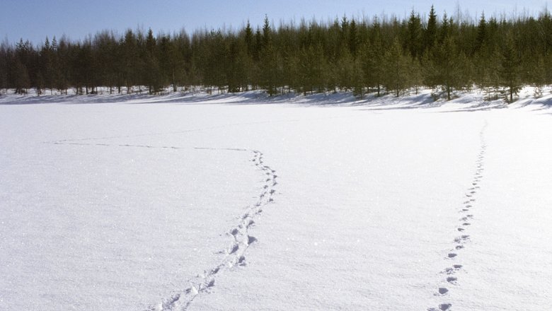 Vargspår i snön