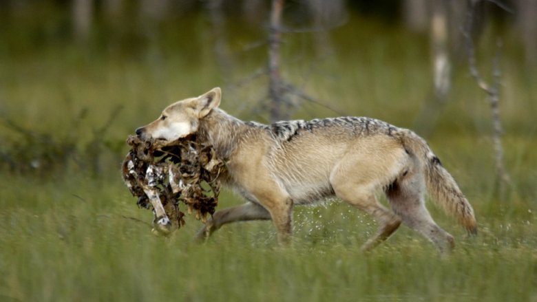 Varg promenerar med kadaver i munnen.