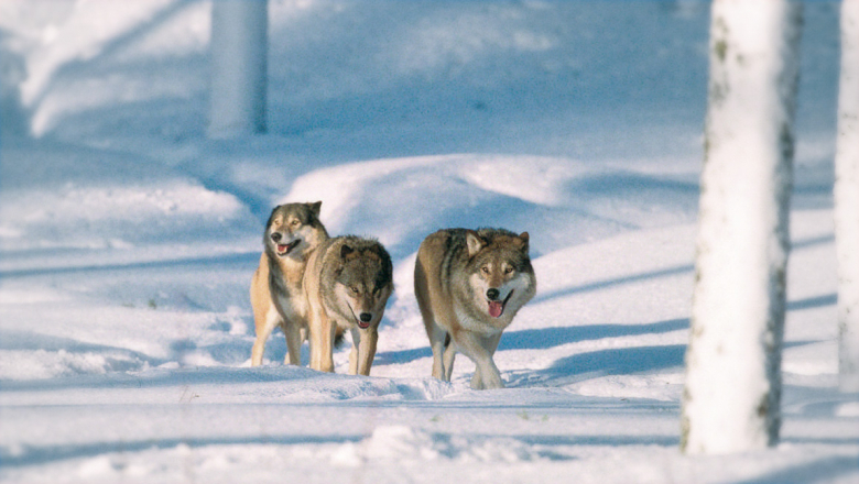 Flock med tre vargar på snön. 