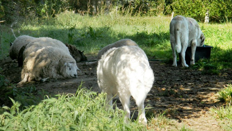 Kolme lammasta makoilee nurmella. Kaksi laumanvartijakoiraa seisoo niiden luona.