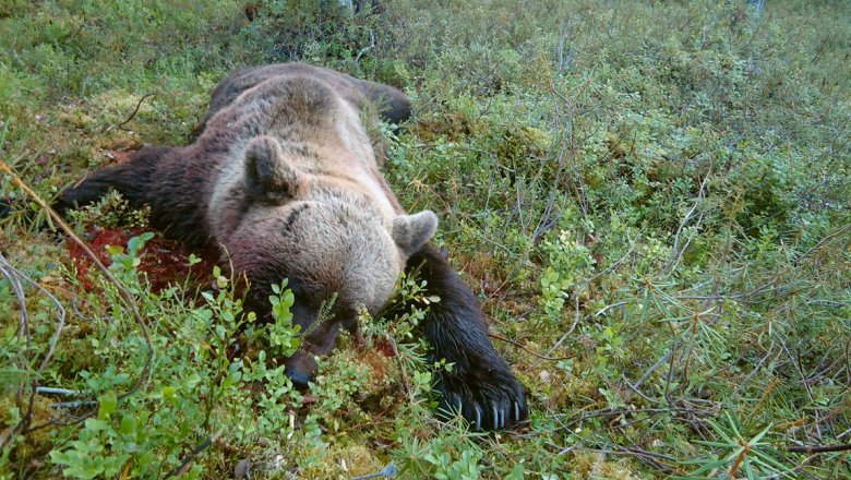 Kuollut, verinen karhu makaa vatsallaan metsässä mättäällä.