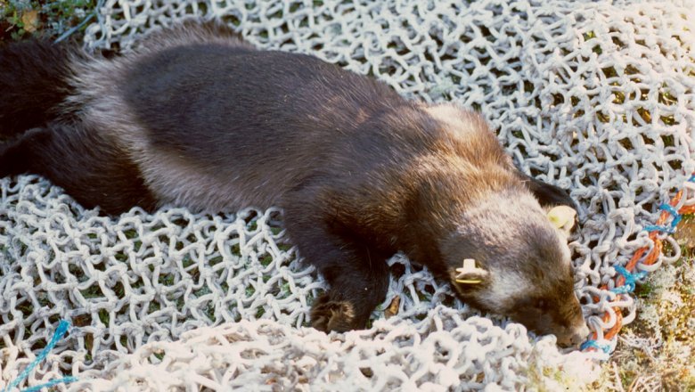 En nedsövd järv ligger på mage ovanpå ett nät på mossan.