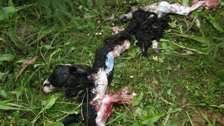 Ett dött lamm som ligger på en gräsmatta. Lammet är nästan helt uppätet av ett rovdjur, endast huvudet, klövarna och ullen på ryggen är orörda.
