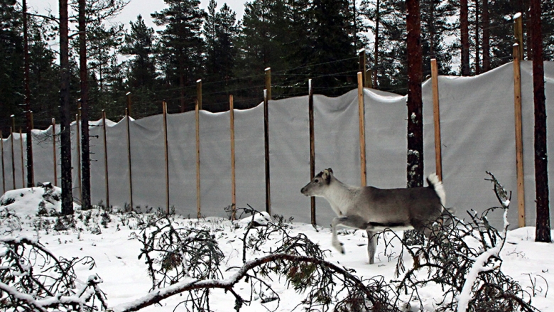 Metsäpeura juoksee lumisessa metsässä korkean aitauksen vierellä.